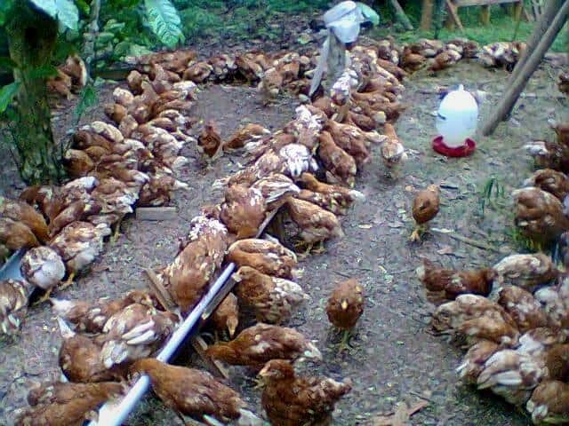 Beternak Ayam Petelur Pdf